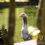 Quinta Fontes Holiday home