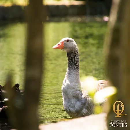 Quinta Fontes Holiday home