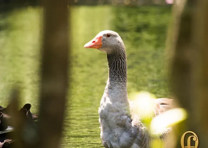 Quinta Fontes Dom wakacyjny
